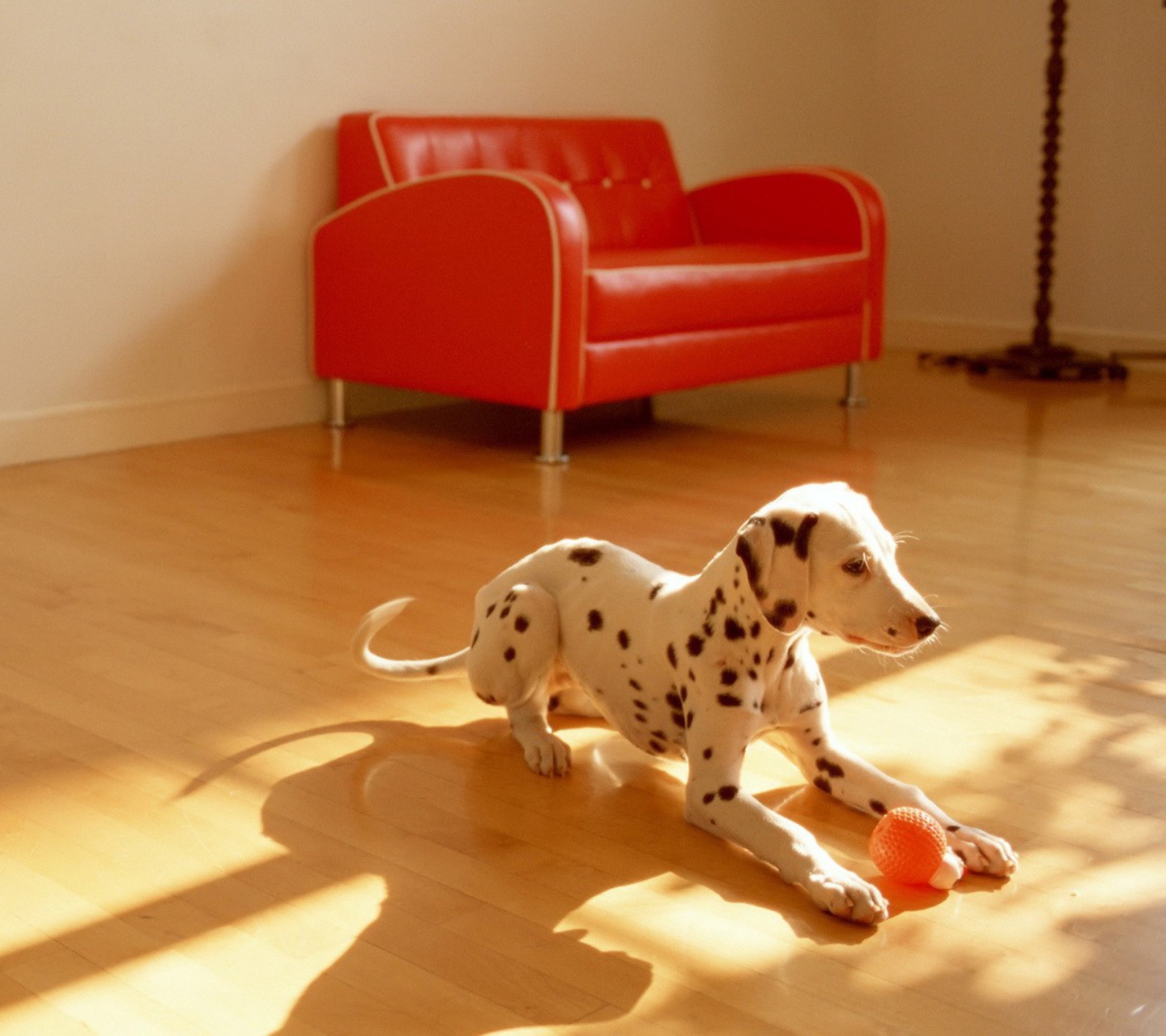 Screenshot №1 pro téma Dalmatian Puppy 1440x1280