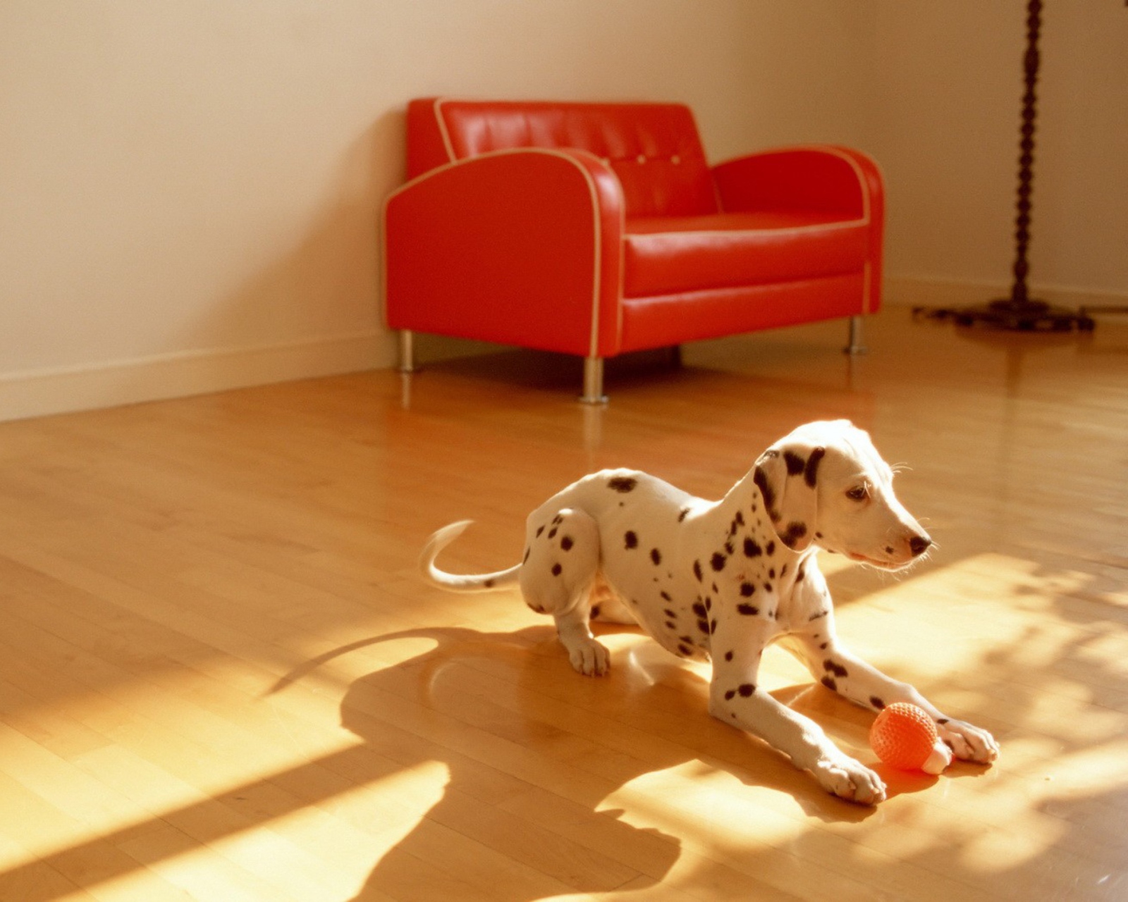 Screenshot №1 pro téma Dalmatian Puppy 1600x1280
