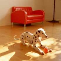Fondo de pantalla Dalmatian Puppy 208x208