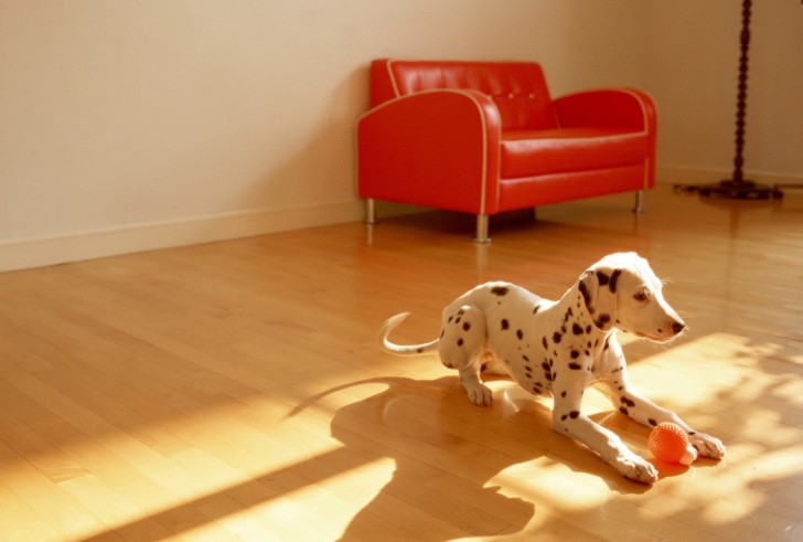 Screenshot №1 pro téma Dalmatian Puppy
