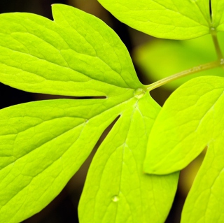 Green Leaf - Obrázkek zdarma pro iPad 3