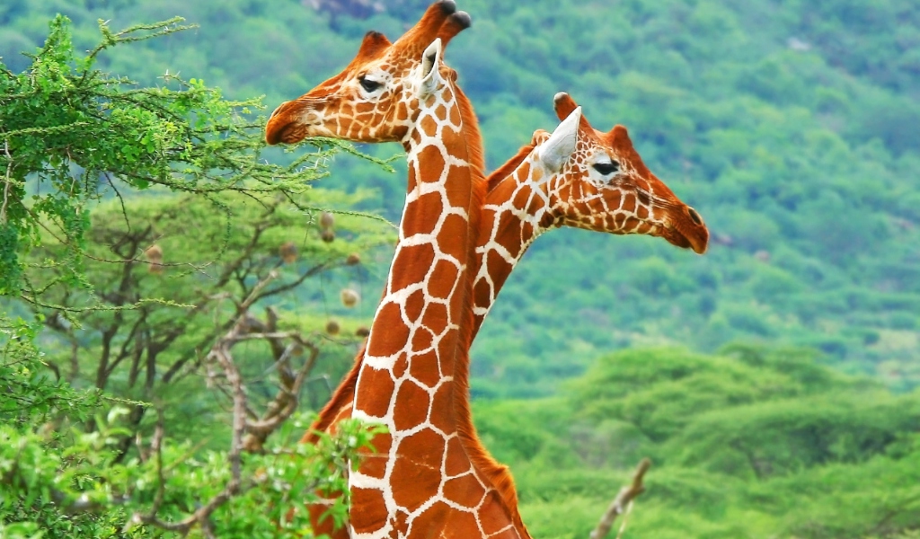 Screenshot №1 pro téma Savannah Giraffe 1024x600