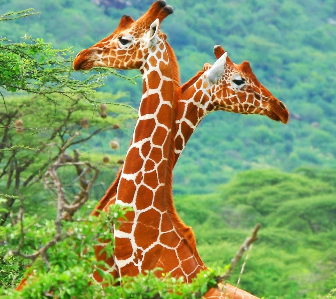 Fondo de pantalla Savannah Giraffe 1080x960