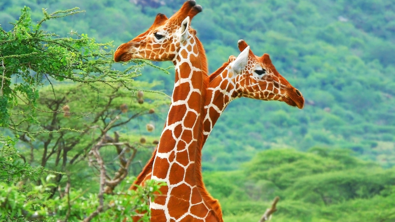 Das Savannah Giraffe Wallpaper 1280x720