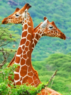 Sfondi Savannah Giraffe 240x320