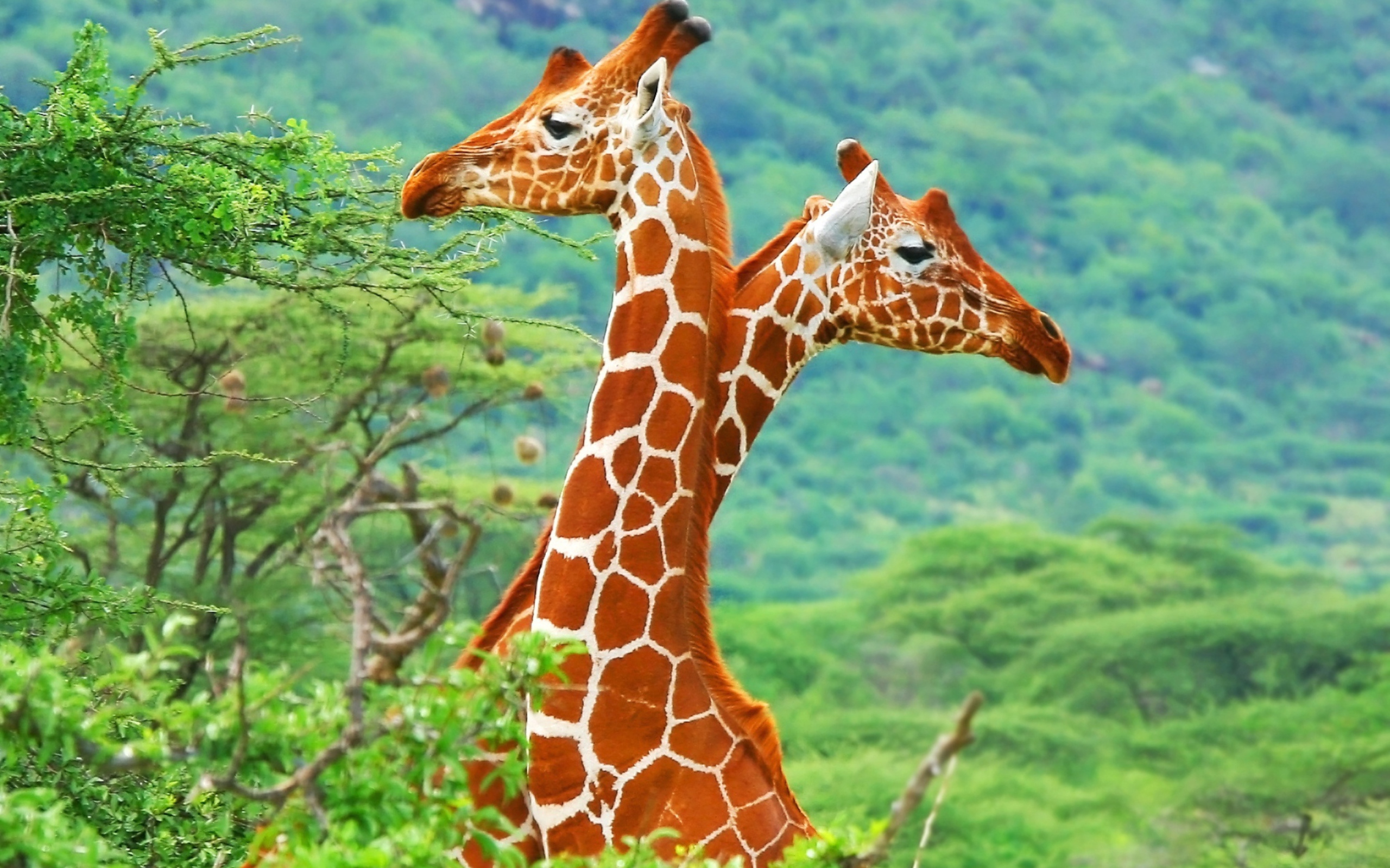 Screenshot №1 pro téma Savannah Giraffe 2560x1600