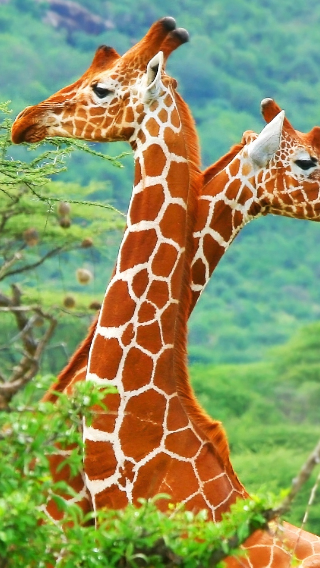 Fondo de pantalla Savannah Giraffe 640x1136