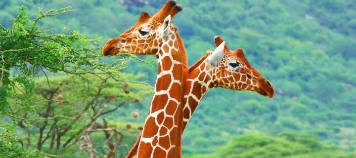 Savannah Giraffe screenshot #1 720x320