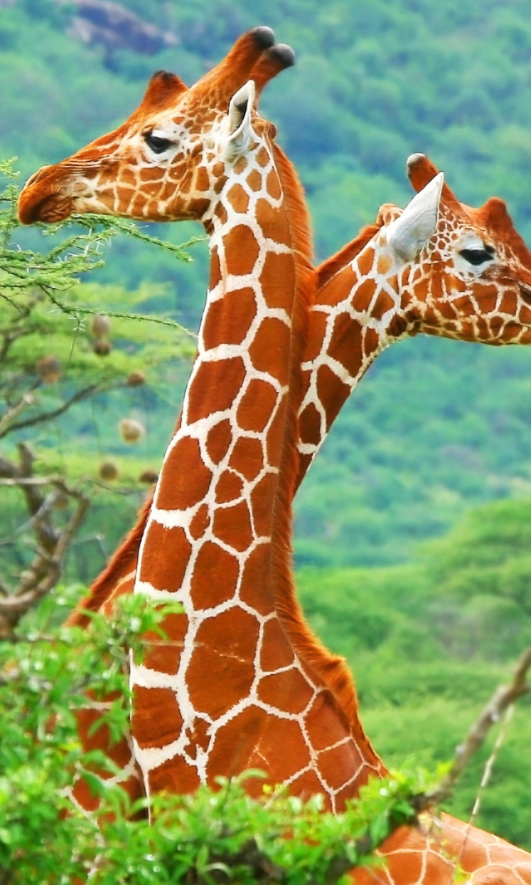 Fondo de pantalla Savannah Giraffe 768x1280