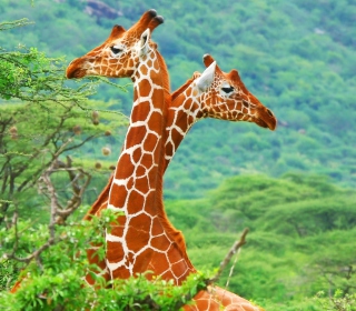 Savannah Giraffe sfondi gratuiti per 128x128