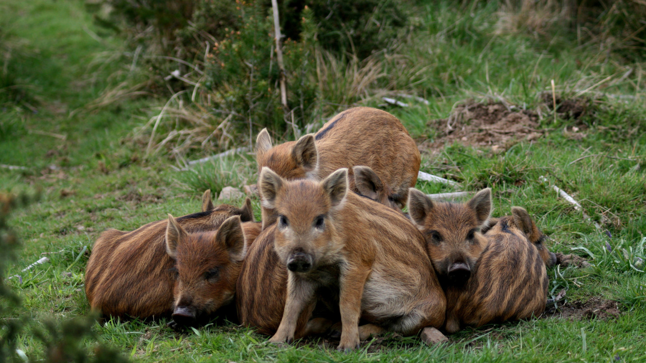 Das Wild boar, Feral pig Wallpaper 1280x720
