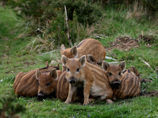 Wild boar, Feral pig wallpaper 320x240