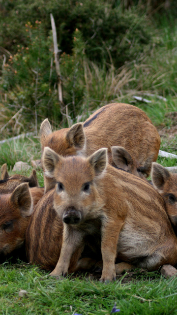 Sfondi Wild boar, Feral pig 360x640