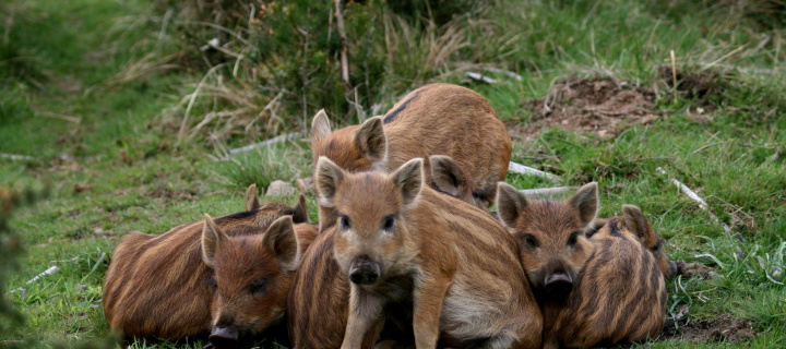 Sfondi Wild boar, Feral pig 720x320