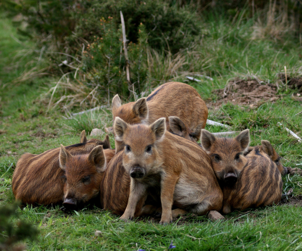 Wild boar, Feral pig screenshot #1 960x800