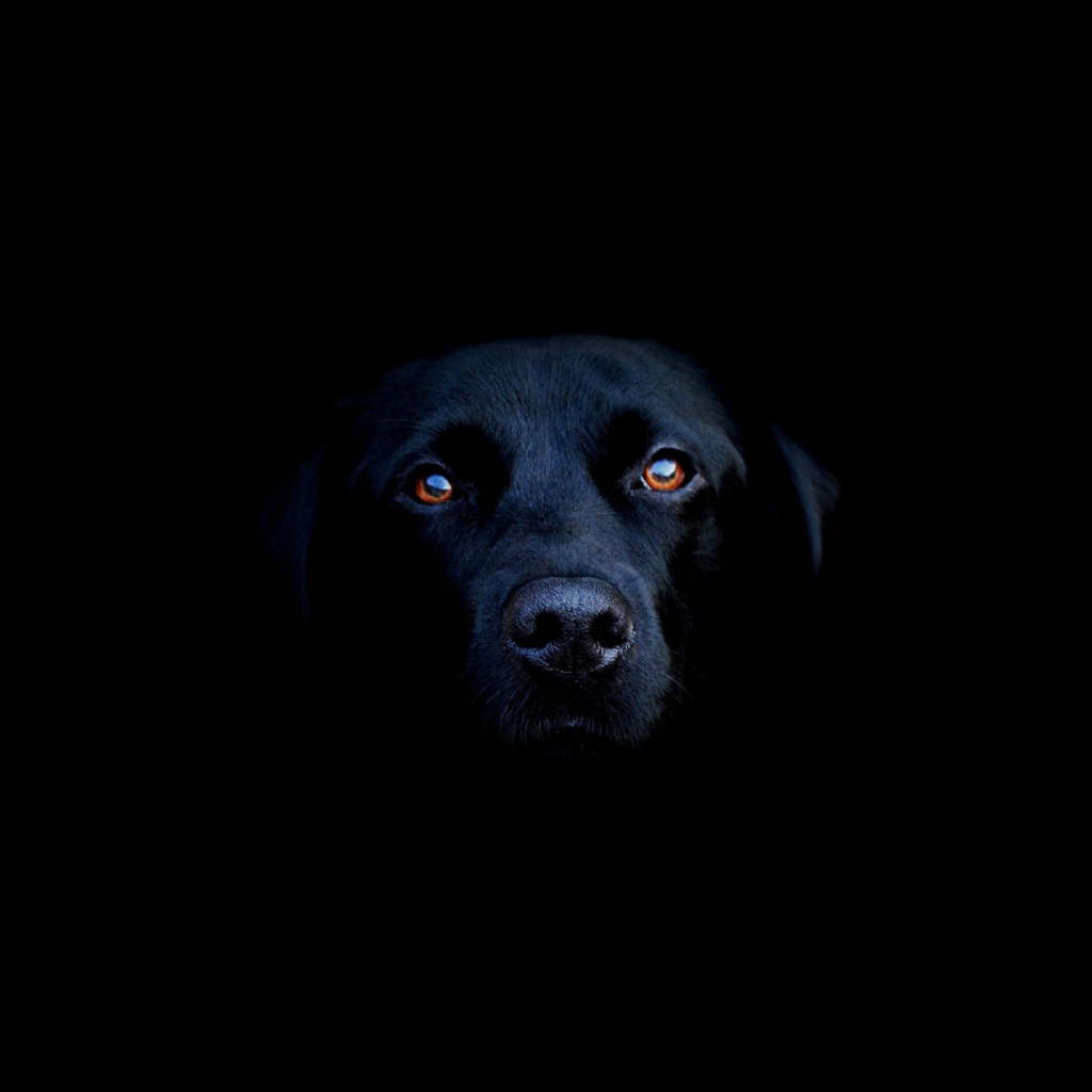 Black Lab Labrador Retriever screenshot #1 1024x1024