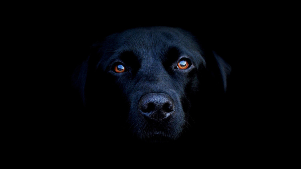 Black Lab Labrador Retriever screenshot #1 1280x720
