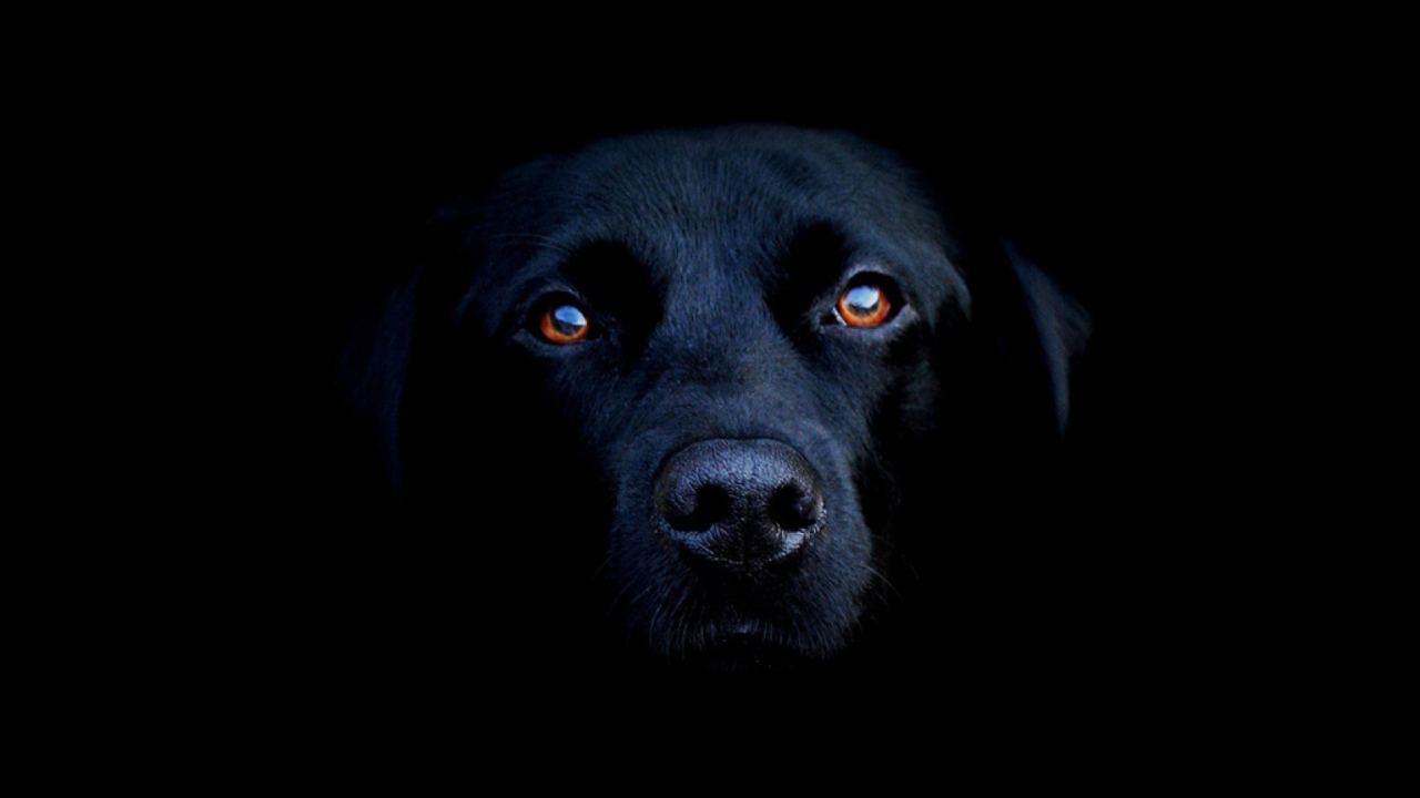 Screenshot №1 pro téma Black Lab Labrador Retriever 1280x720