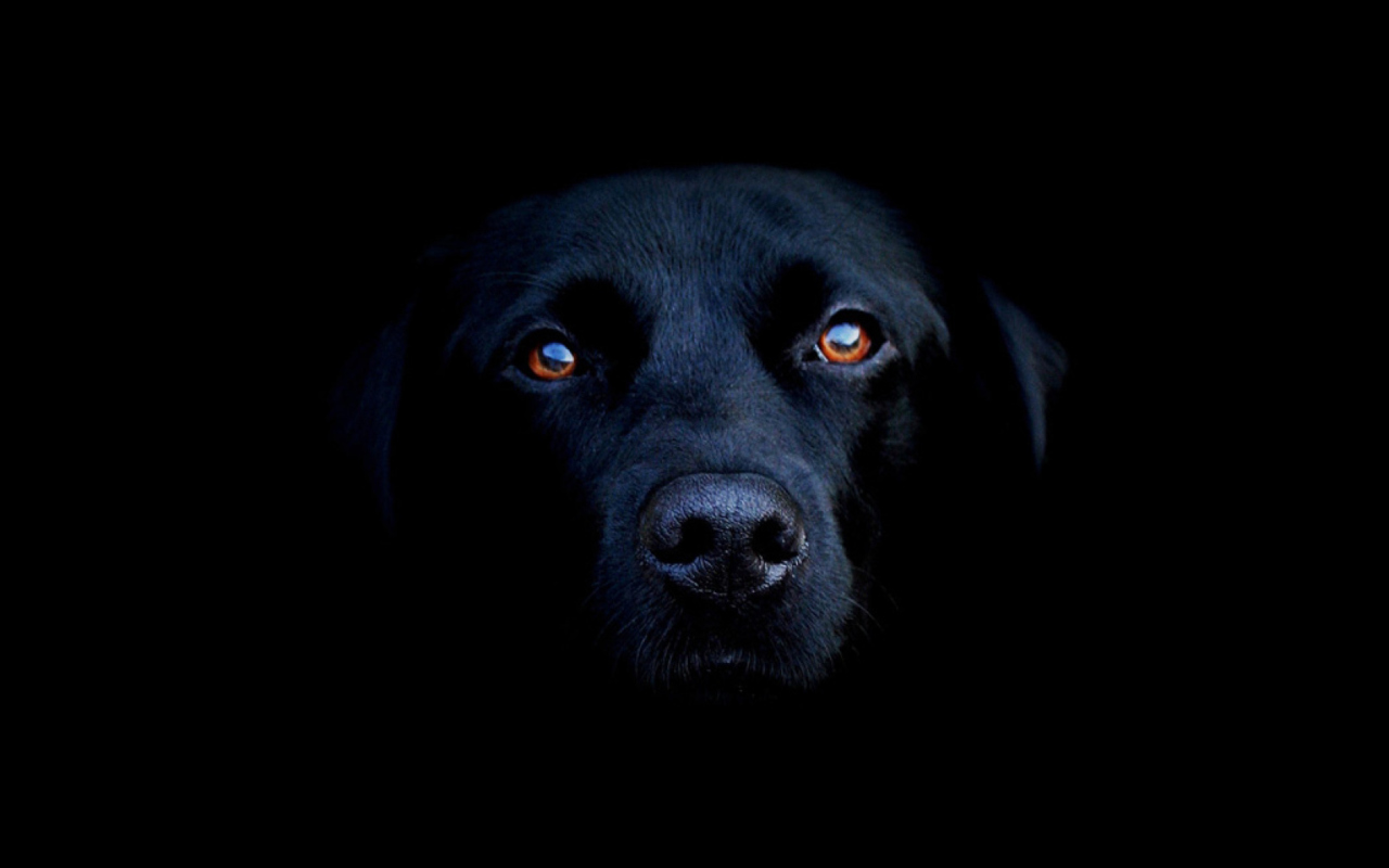 Screenshot №1 pro téma Black Lab Labrador Retriever 1280x800