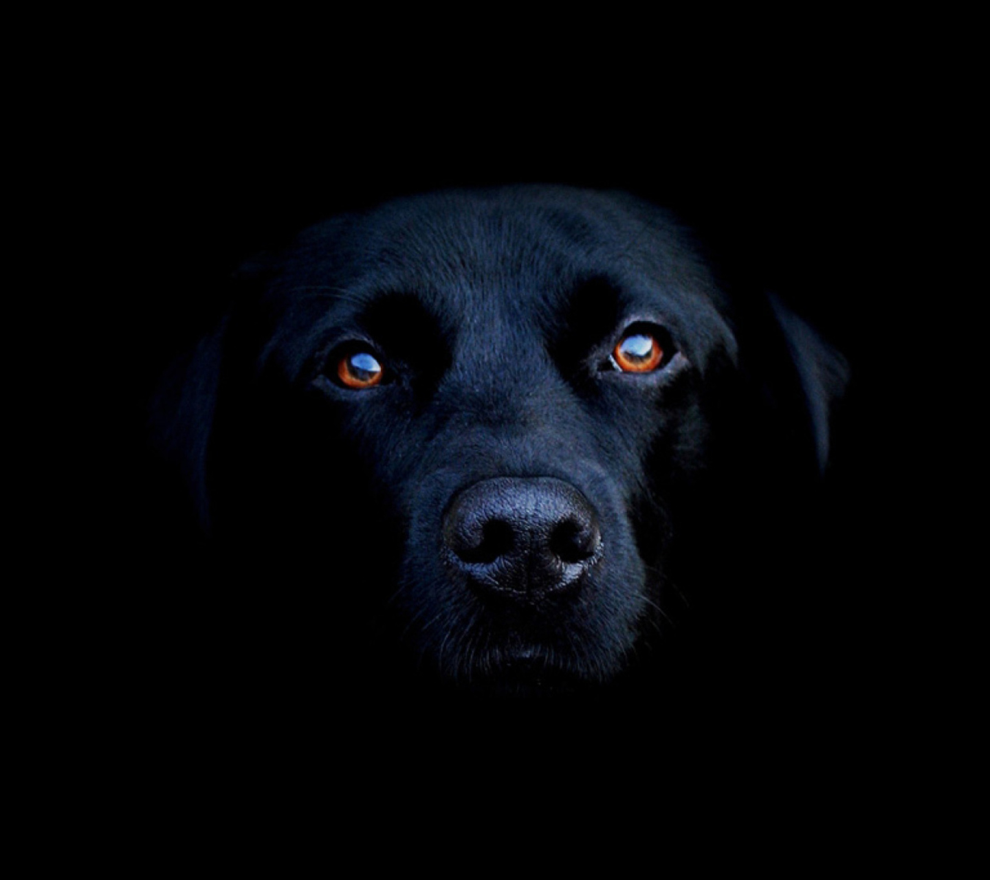 Fondo de pantalla Black Lab Labrador Retriever 1440x1280