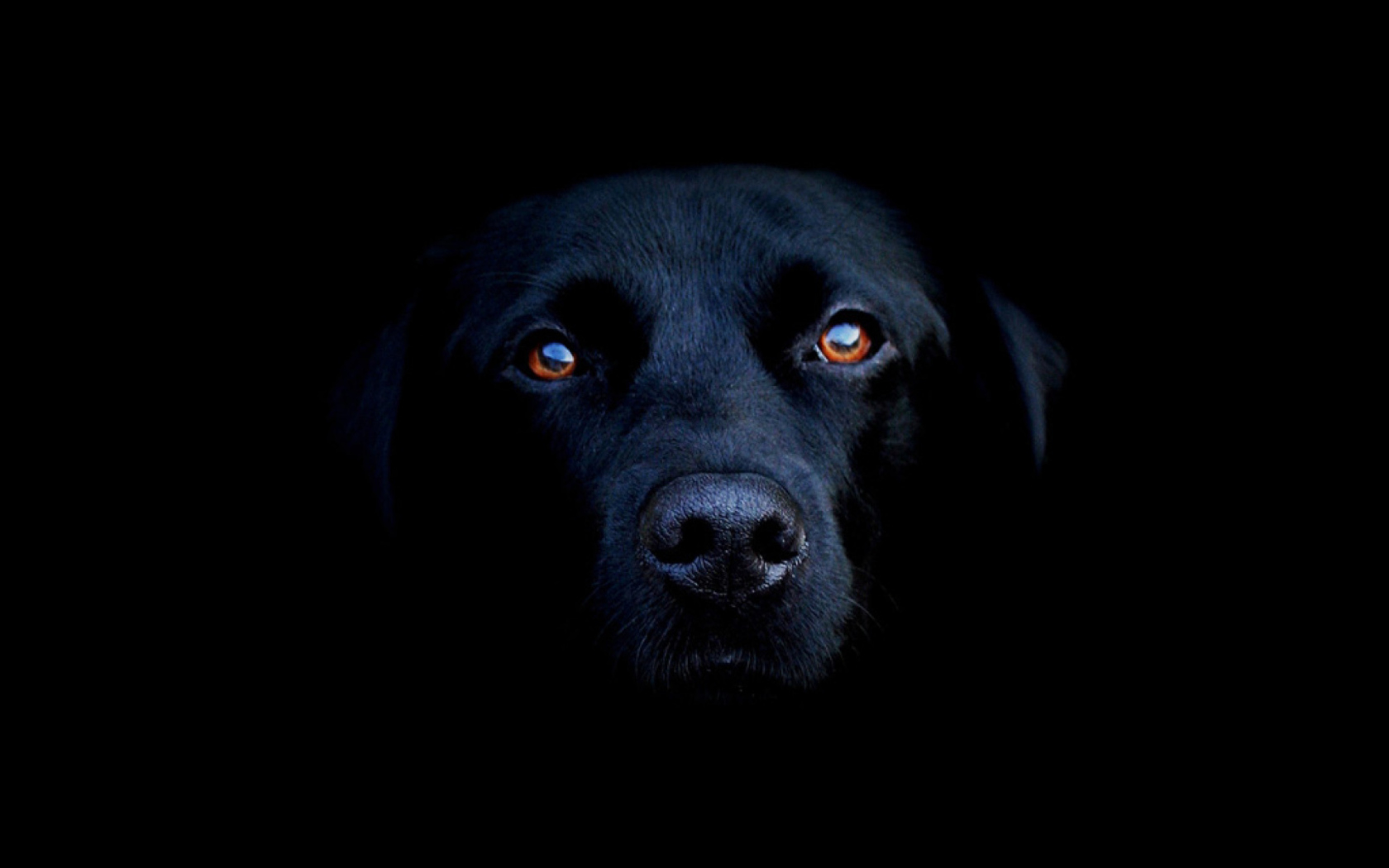 Sfondi Black Lab Labrador Retriever 1680x1050
