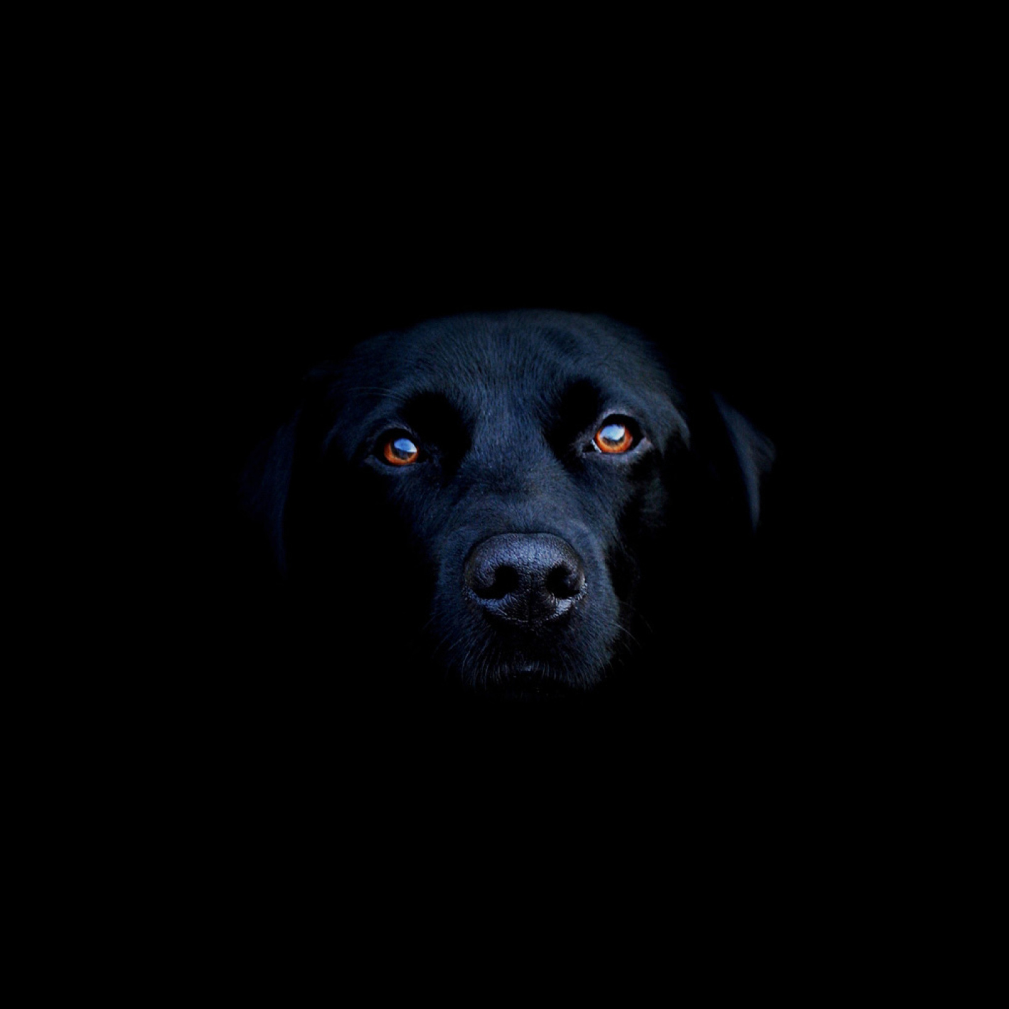 Sfondi Black Lab Labrador Retriever 2048x2048