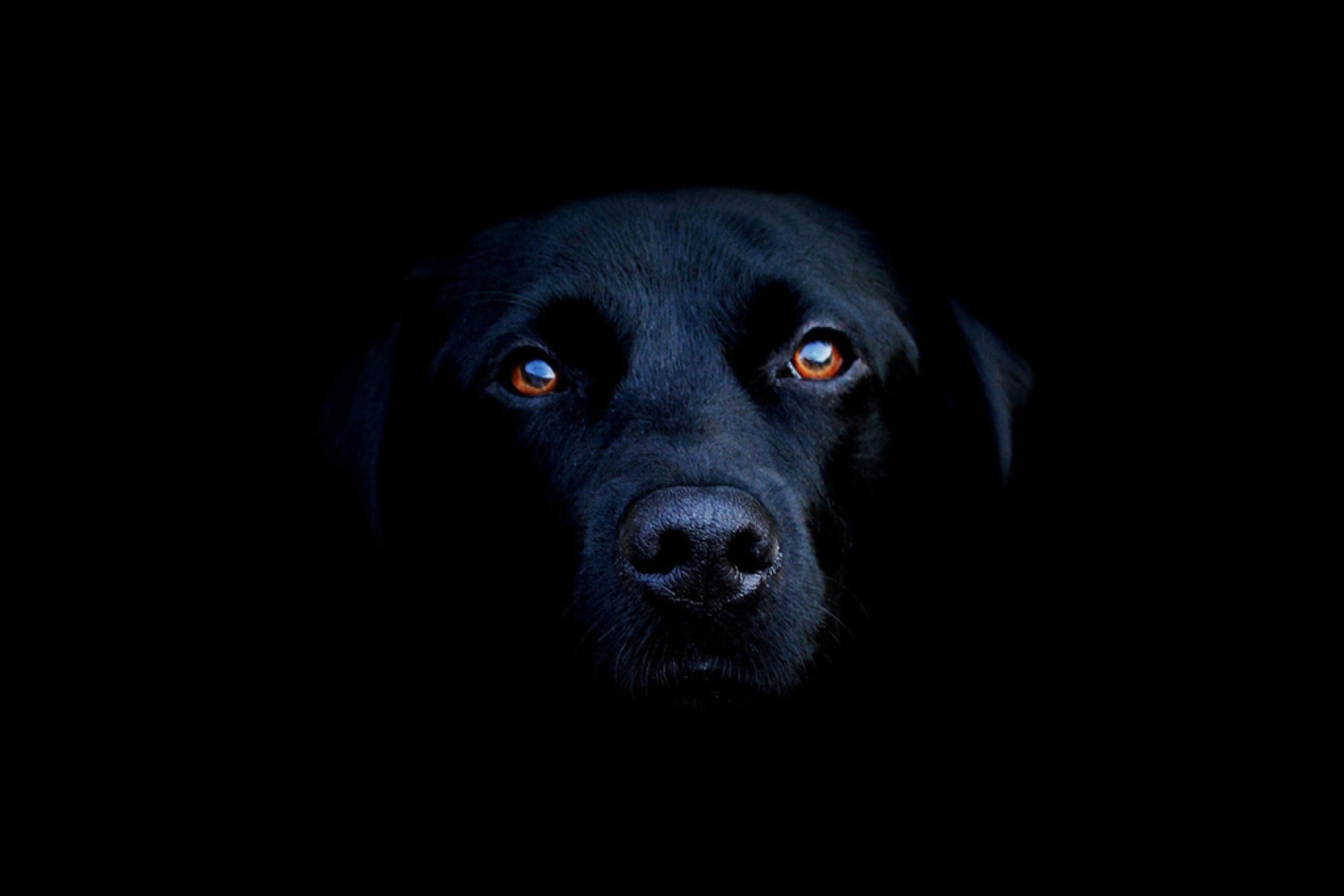 Das Black Lab Labrador Retriever Wallpaper 2880x1920