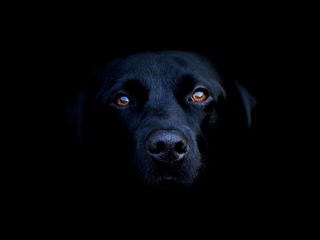 Das Black Lab Labrador Retriever Wallpaper 320x240