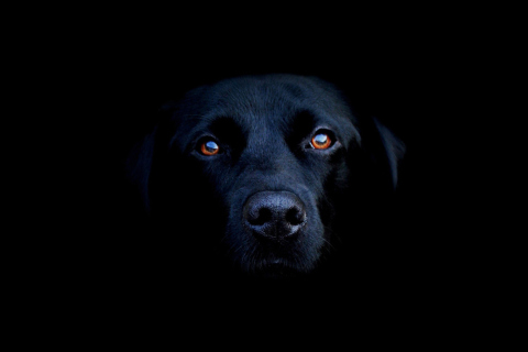 Black Lab Labrador Retriever screenshot #1 480x320