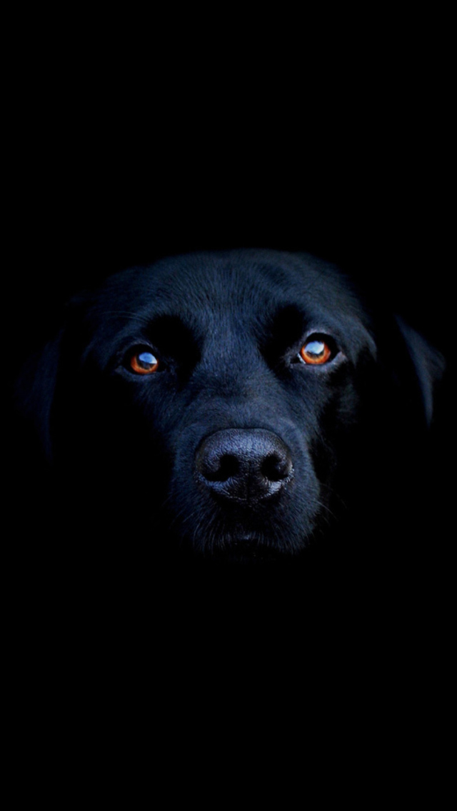 Das Black Lab Labrador Retriever Wallpaper 640x1136
