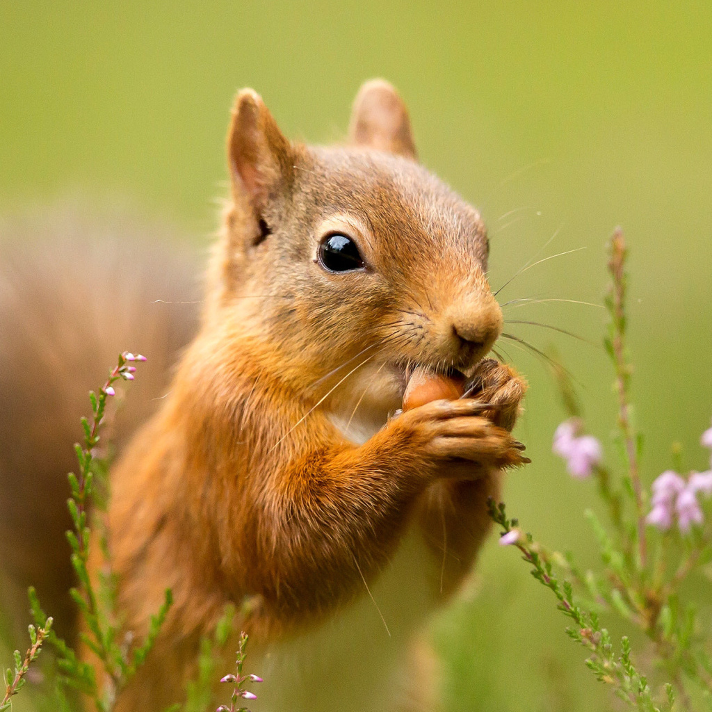 Fondo de pantalla Squirrel Dinner 1024x1024