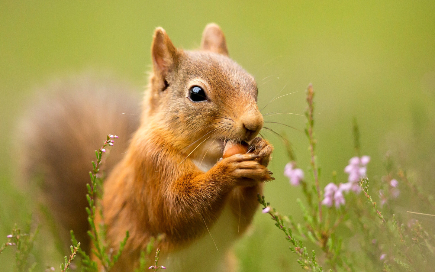 Squirrel Dinner screenshot #1 1440x900