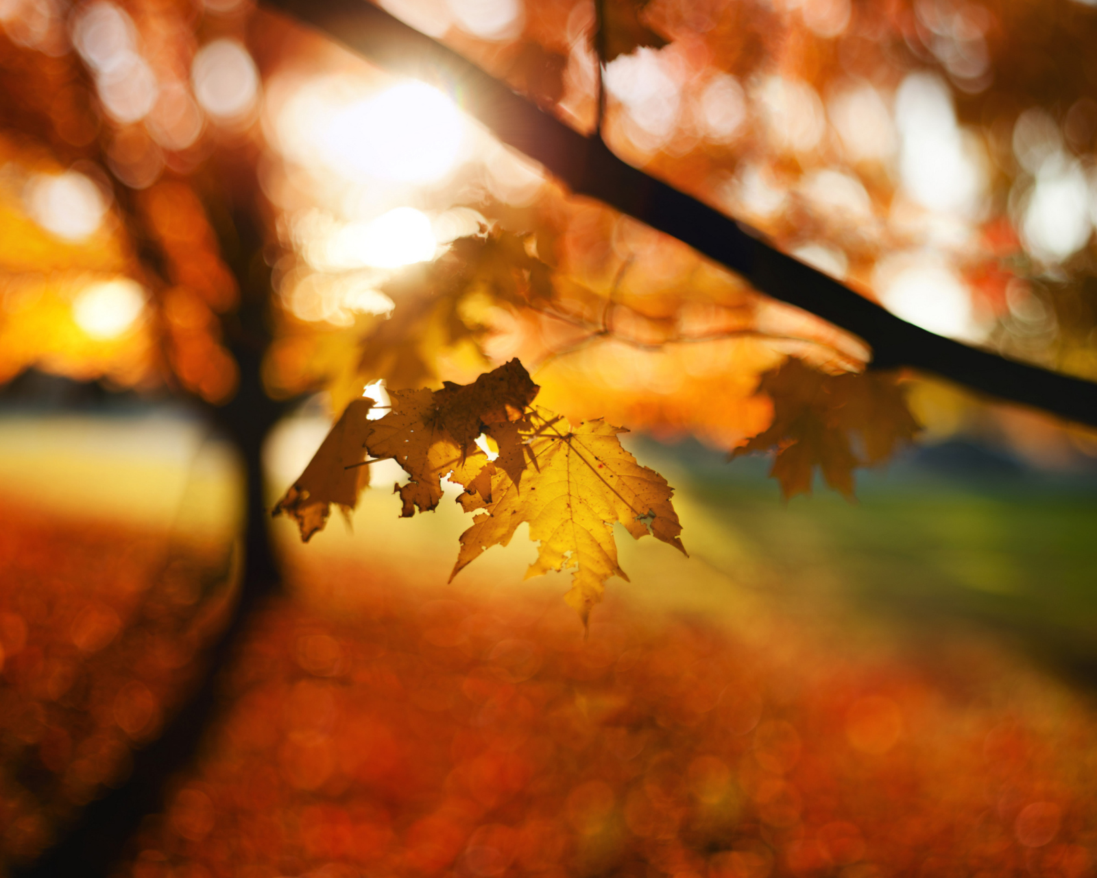 Das Autumn Bokeh Wallpaper 1600x1280