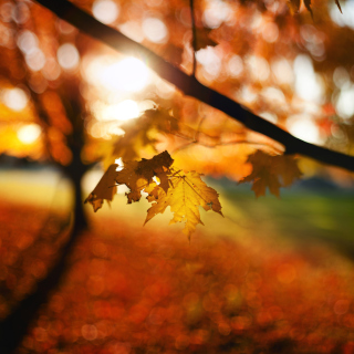 Autumn Bokeh - Obrázkek zdarma pro iPad 3