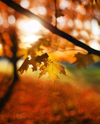 Autumn Bokeh - Obrázkek zdarma pro Nokia C6-01