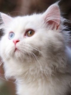 Das White Cat Wallpaper 240x320