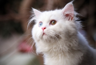 White Cat - Obrázkek zdarma pro Samsung Galaxy A