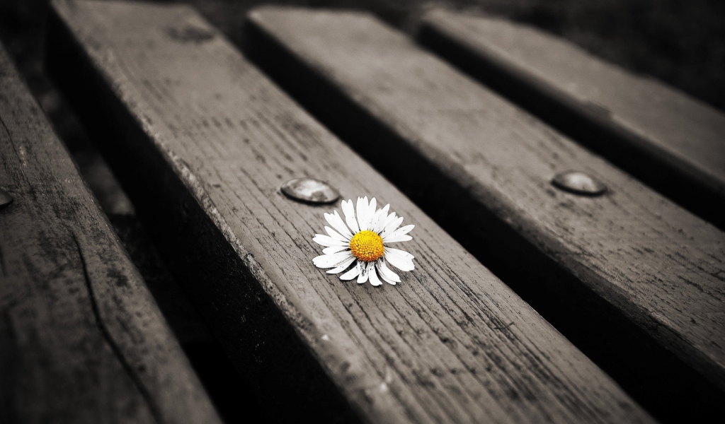 Das Lonely Daisy On Bench Wallpaper 1024x600