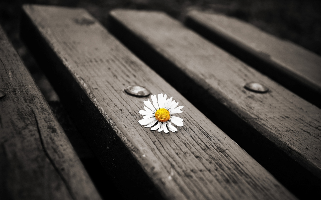Обои Lonely Daisy On Bench 1280x800