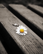 Screenshot №1 pro téma Lonely Daisy On Bench 176x220