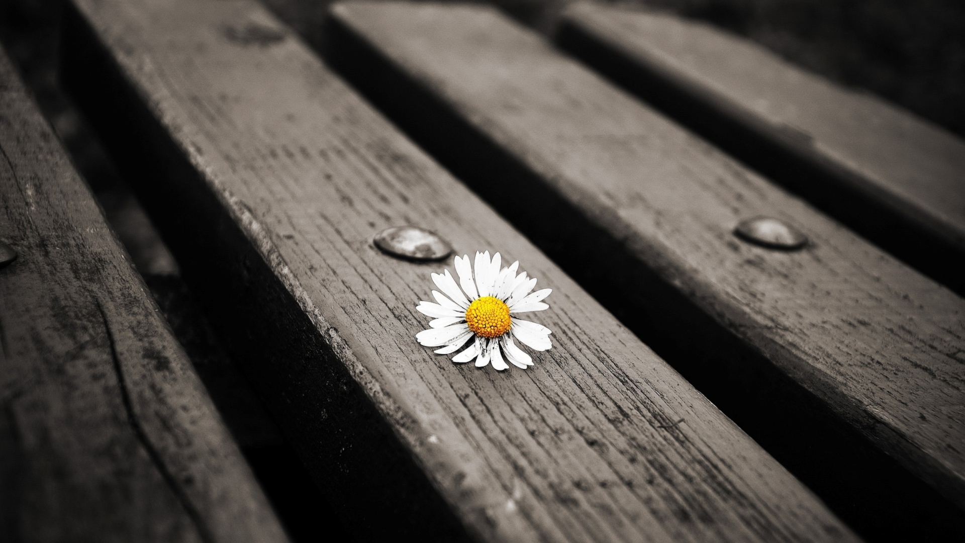 Das Lonely Daisy On Bench Wallpaper 1920x1080