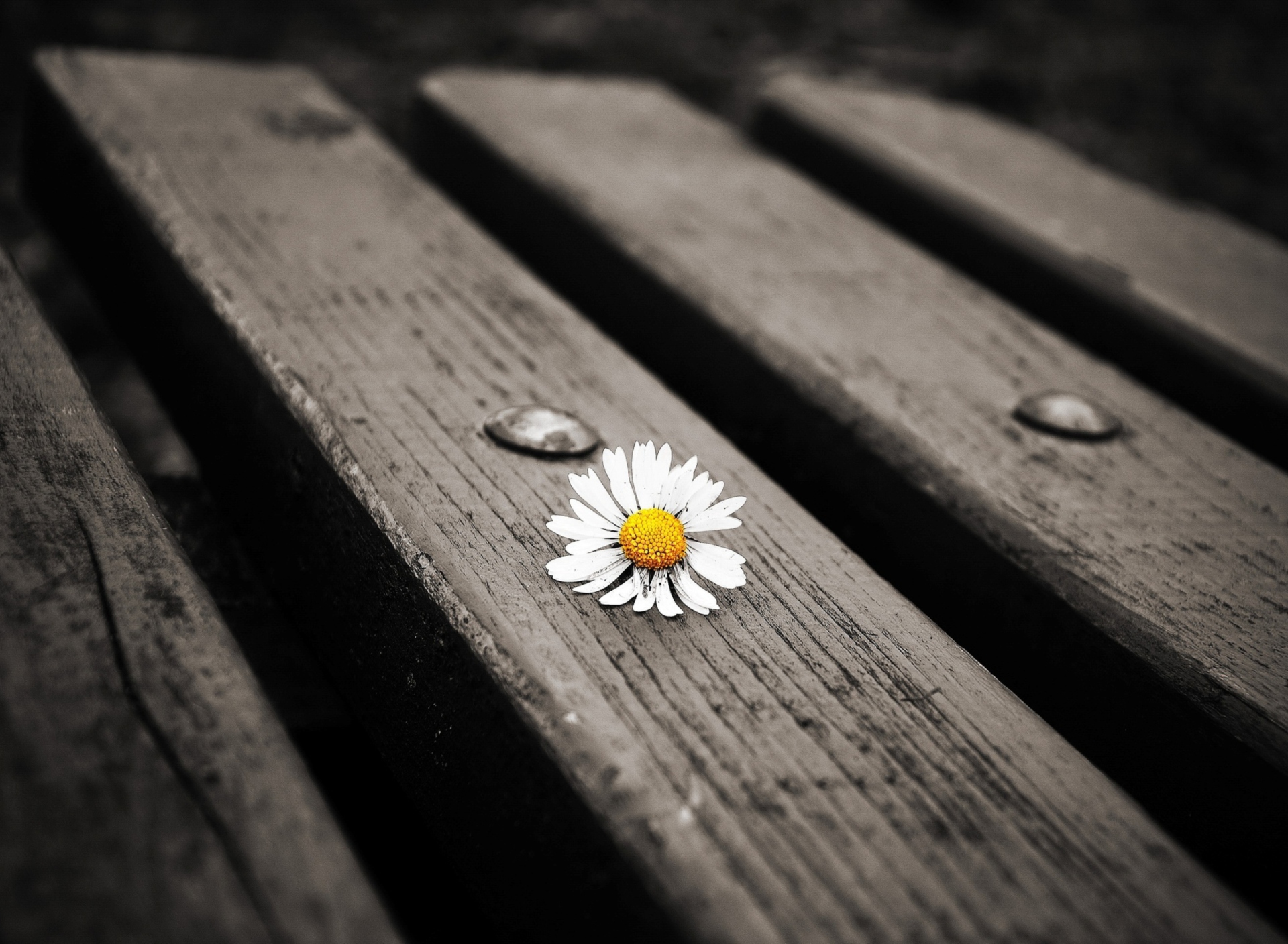 Обои Lonely Daisy On Bench 1920x1408