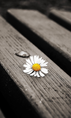 Lonely Daisy On Bench screenshot #1 240x400