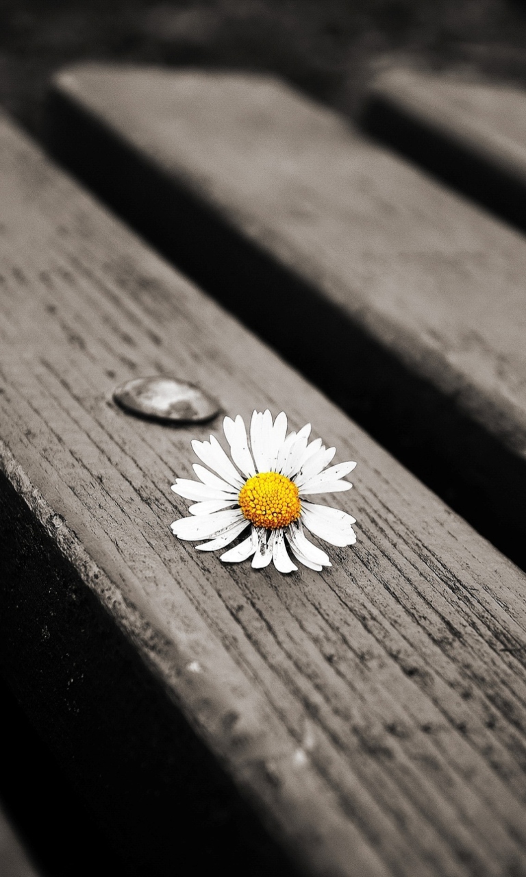 Fondo de pantalla Lonely Daisy On Bench 768x1280