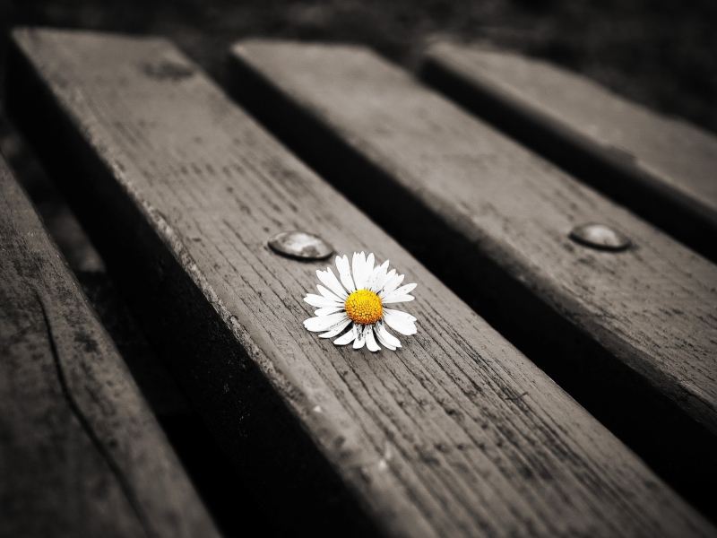 Das Lonely Daisy On Bench Wallpaper 800x600