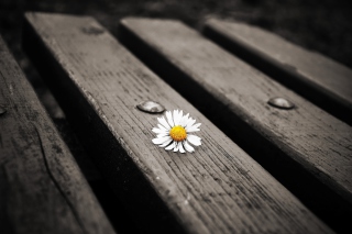 Lonely Daisy On Bench Wallpaper for Android, iPhone and iPad