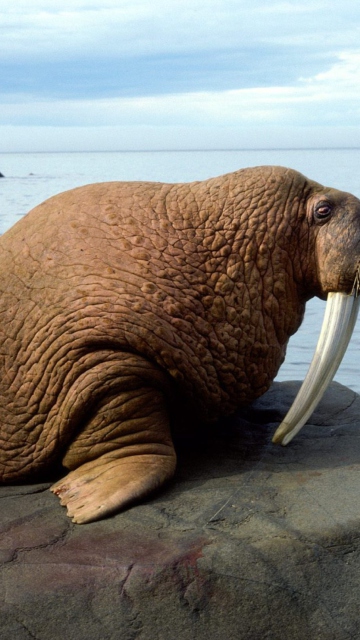 Walrus wallpaper 360x640