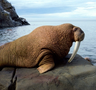 Free Walrus Picture for 1024x1024