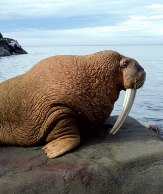 Walrus - Obrázkek zdarma pro 640x1136