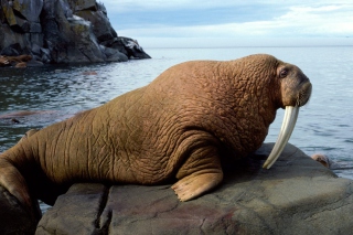 Walrus - Obrázkek zdarma pro 640x480